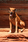 Rhodesian Ridgeback