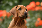 Rhodesian Ridgeback Welpe