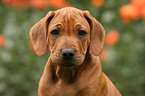 Rhodesian Ridgeback Welpe