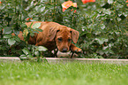 Rhodesian Ridgeback Welpe