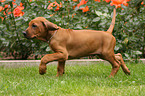 Rhodesian Ridgeback Welpe