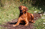 Rhodesian Ridgeback