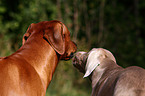 Rhodesian Ridgeback und Weimaraner