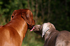 Rhodesian Ridgeback und Weimaraner