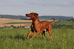 rennender Rhodesian Ridgeback