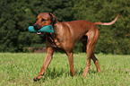 spielender Rhodesian Ridgeback