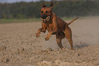 spielender Rhodesian Ridgeback