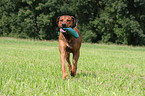 spielender Rhodesian Ridgeback