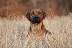 Rhodesian Ridgeback