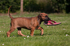 Rhodesian Ridgeback Welpe