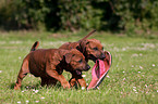 Rhodesian Ridgeback Welpen