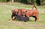 Rhodesian Ridgeback Welpen