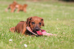 Rhodesian Ridgeback Welpe