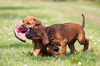 Rhodesian Ridgeback Welpe