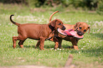 Rhodesian Ridgeback Welpen