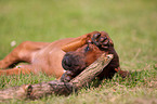 Rhodesian Ridgeback Welpe