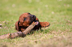 Rhodesian Ridgeback Welpe