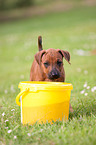 Rhodesian Ridgeback Welpe