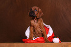 Rhodesian Ridgeback Welpe