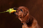 Rhodesian Ridgeback Welpe