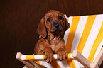 Rhodesian Ridgeback Welpe
