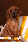 Rhodesian Ridgeback Welpe