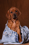 Rhodesian Ridgeback Welpe