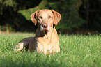 Rhodesian Ridgeback