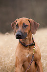 Rhodesian Ridgeback Portrait