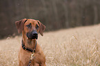 Rhodesian Ridgeback Portrait