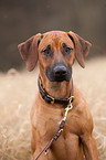 Rhodesian Ridgeback Portrait