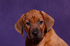 Rhodesian Ridgeback Welpe