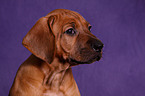 Rhodesian Ridgeback Welpe