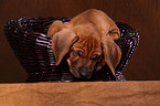 Rhodesian Ridgeback Welpe