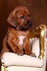 Rhodesian Ridgeback Welpe