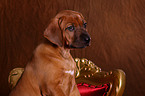 Rhodesian Ridgeback Welpe