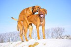 Rhodesian Ridgebacks