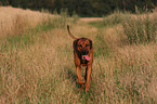 laufender Rhodesian Ridgeback