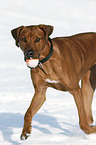 spielender Rhodesian Ridgeback