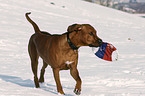 spielender Rhodesian Ridgeback