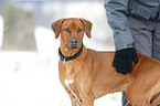 Rhodesian Ridgeback