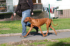 Rhodesian Ridgeback beim Gassigehen