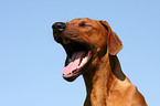 Rhodesian Ridgeback Portrait