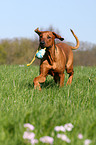 spielender Rhodesian Ridgeback