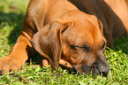 Rhodesian Ridgeback Welpe