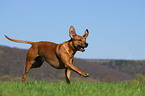 rennender Rhodesian Ridgeback