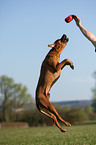 spielender Rhodesian Ridgeback