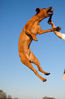 springender Rhodesian Ridgeback