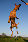 springender Rhodesian Ridgeback