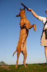 springender Rhodesian Ridgeback